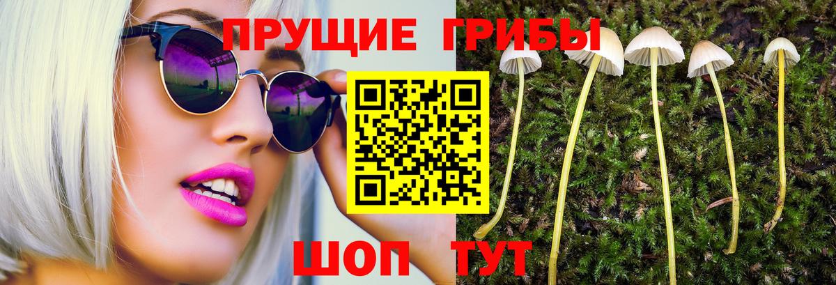 Псилоцибиновые грибы Psilocybine cubensis Ступино